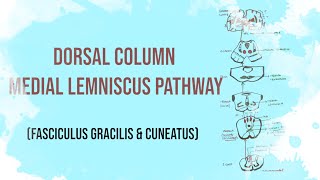 Posterior column Tract  Dorsal column medial lemniscus pathway  Fasciculus Gracilis and Cuneatus [upl. by Trella528]