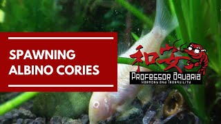 Spawning Albino Corydoras [upl. by Card]