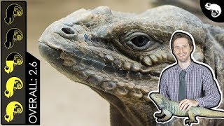 Rhinoceros Iguana The Best Pet Lizard [upl. by Reine]