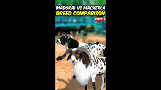 madurai vs macherla sheep breed comparison part 2 [upl. by Eimak]