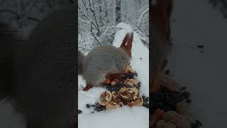 Ушастик и орешек Écureuil aux grandes oreilles dans la forêt dhiver [upl. by Nealy652]