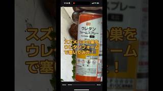 スズメバチの巣をウレタンフォームで塞いでみた！【終末殺蜂家】 スズメバチ 蜂 蜂の巣 [upl. by Austine504]