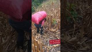 Como es El trabajo de Un campesino cargar maíz pesado maiz cornfarm [upl. by Rennoc]