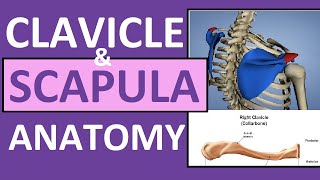 Clavicle and Scapula Anatomy The Pectoral Girdle [upl. by Bullis]