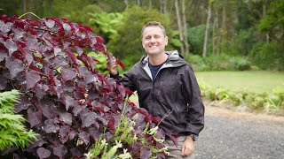 The Garden Gurus  Cercis Merlot [upl. by Uahsoj]