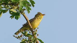 Het geluid van de Spotvogel  Natuur en vogel geluiden  10 uur [upl. by Eidroj791]