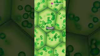 Animal vs Plant Cells Differences amp Similarities Science Cells lifescience biology [upl. by Clarise]