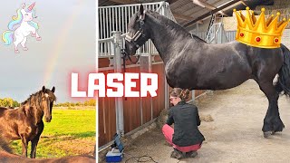 Whos in foal  Laser and a rainbow for Queen👑Uniek  Friesian Horses [upl. by Feinberg616]