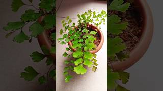 Adiantum RaddianumMaiden hair Fern propagation🌱🌱 Gardening tips🍀 Youtube shorts Israts Garden 🌿 [upl. by Lerner839]