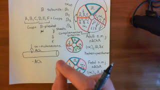 Unit 1 Part 13 Nicotinic and Muscarinic Receptors [upl. by Turpin466]