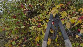 Cutting Crabapple scions for the plantations Canasiansur Apples Cometh [upl. by Pauwles646]