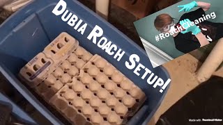 How To Setup a Dubia Roach Bin [upl. by Mushro]