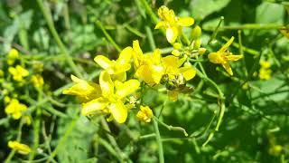 Honey bees vs Native bees as pollinators [upl. by Gnivre]