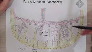 Fisiologia Placentária  Material Para Estudo [upl. by Nylazor991]