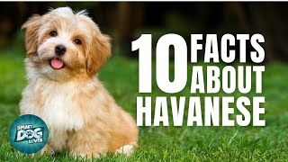 10 Facts About Havanese  Dogs 101  Havanese [upl. by Garrott]