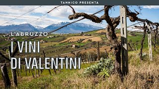 Valentini l’artigiano del Trebbiano dAbruzzo  Tannico [upl. by Lednek727]