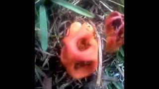 Stinkhorn Clathrus Columnatus Fungus [upl. by Yssak]