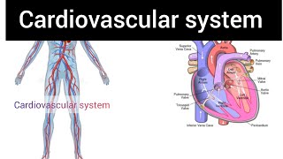 Cardiovascular system overview  Introduction to cardio vascular system [upl. by Lyret]