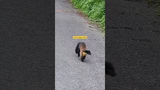 Yellow throated marten wildlife [upl. by Danielson]