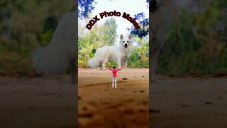 Dog and boys ki photography short video amazing video youtubeshorts photography [upl. by Elocn759]