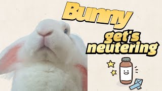 Bunny gets neutered [upl. by Mccartan]