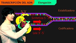 Transcripción del ADN Paso a Paso [upl. by Pirnot]