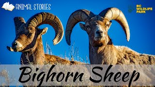 Bighorn Sheep Animal Story [upl. by Rojam698]