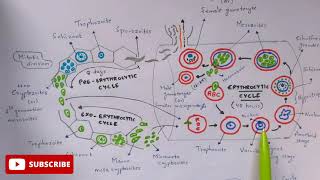 Plasmodium vivax in man phase  Detailed  Step by step  NEET  Bio science [upl. by Ykcor]