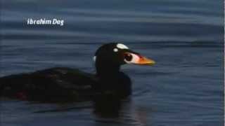 Surf Scoter Melanitta perspicillata [upl. by Anastasia]