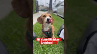 Wirehaired Miniature Dachshund 🫶🏼🤎🌭 dachshund shorts dog minidachshund puppy subscribe [upl. by Angi]