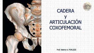 L32  Articulación coxofemoral  Anatomía 2  FMed UBA [upl. by Eigriv]