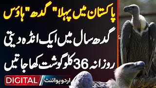 Pakistans First Vulture House  Gidh Saal Mein 1 Egg Deti  Daily 36 KG Meat Kha Jati [upl. by Oznerol101]