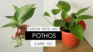 POTHOS PROPAGATION  DAY 1 to 48 INCLUDES HOW TO REVIVE A DYING POTHOS [upl. by Ydnam232]