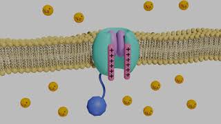 VoltageGated Sodium Channels in Neurons [upl. by Marinelli]