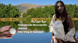 Fresh Mozzarella Cheese  جبنة موزاريلا  Mini Vlog At Taanayel [upl. by Ayad]