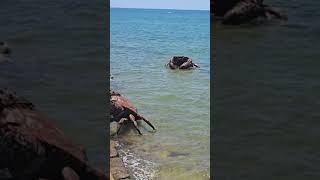 Massive crabs lifted by cranes in Chipiona Spain [upl. by Ydnac946]