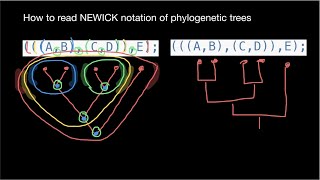 Newick tree format [upl. by Turk]