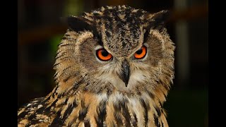 Owl Sound  Owls Sound Effects  Owl Calls  Uhu Owl Noises  Nature Sounds  No Music [upl. by Gaiser290]