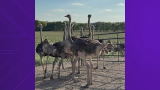 More than 130 ostriches escape a Texas ranch [upl. by Aehtorod]