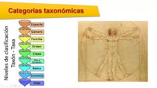 Taxonomía Clasificación de los seres vivos [upl. by Lillie948]