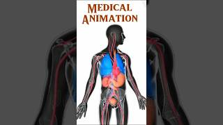 medical animation  3d short  BiologywithAliya [upl. by Etezzil]