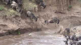 Massive Widebeest Herd Crossing Mara River near the Serena Lodge [upl. by Akapol]