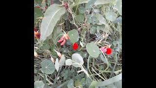 nasturtiums for nasturtium salt [upl. by Marnia]