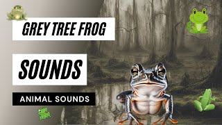 Animal Sounds Grey Tree Frog Sounds  how a 🐸grey tree frog sound  sound effect  animation [upl. by Vetter]