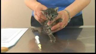 Kitten Care  DeWorming Kittens [upl. by Durand499]