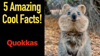 5 Fascinating Facts About Quokkas [upl. by Pagas]