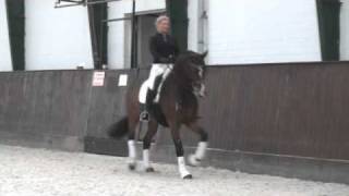 German Grand Prix Dressage Horse by Stallion De Niro [upl. by Dyanna492]