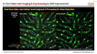 실시간 생체현미경 IntraVital Microscopy 기반 생체 내 세포 다이내믹스 및 약물전달 영상화 [upl. by Attaymik]