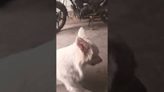 viralvideo cutie dogie [upl. by Elleunamme]