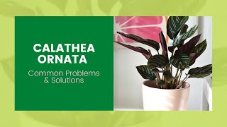 Calathea Ornata  Common Problems amp Solutions Plantcare [upl. by Nnyltiac]